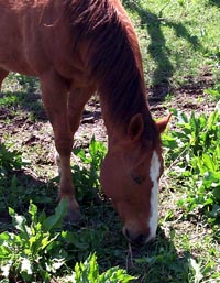 horse on acreage