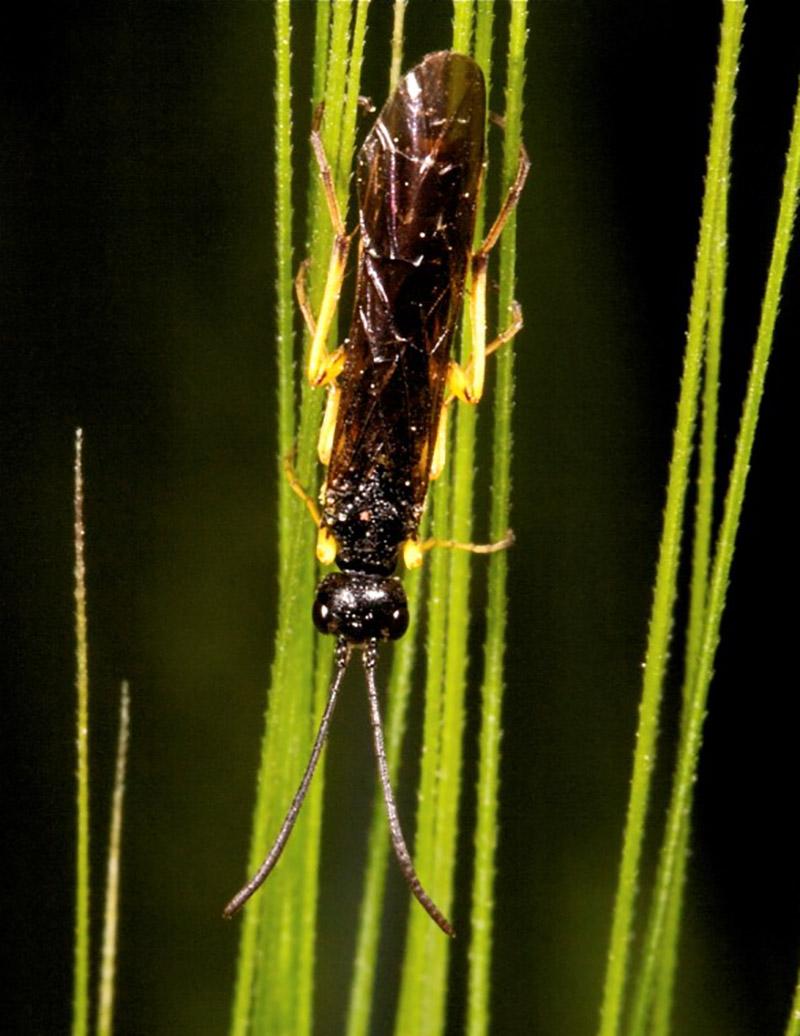 Wheat stem sawfly adult