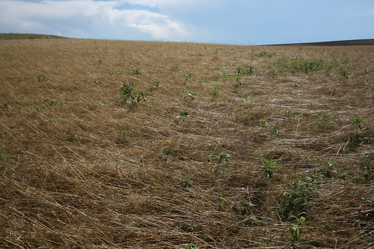 Wheat stem sawfly field damage