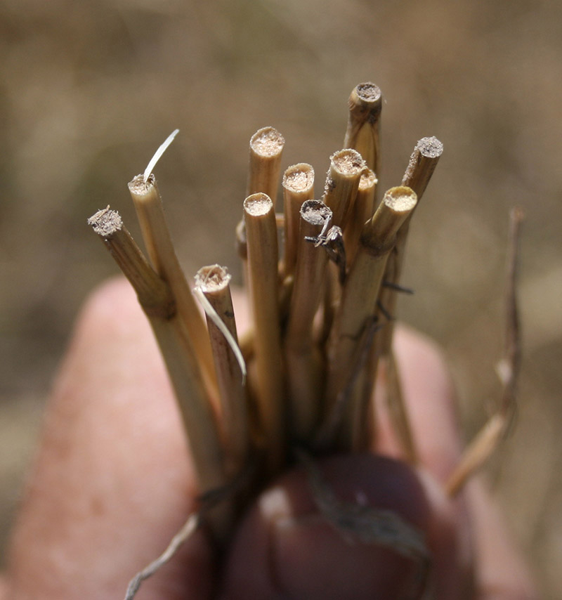 Stems cut off by wheat stem sawflies