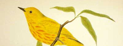 Illustration of American yellow warbler