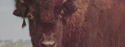 Close-up photo of a buffalo