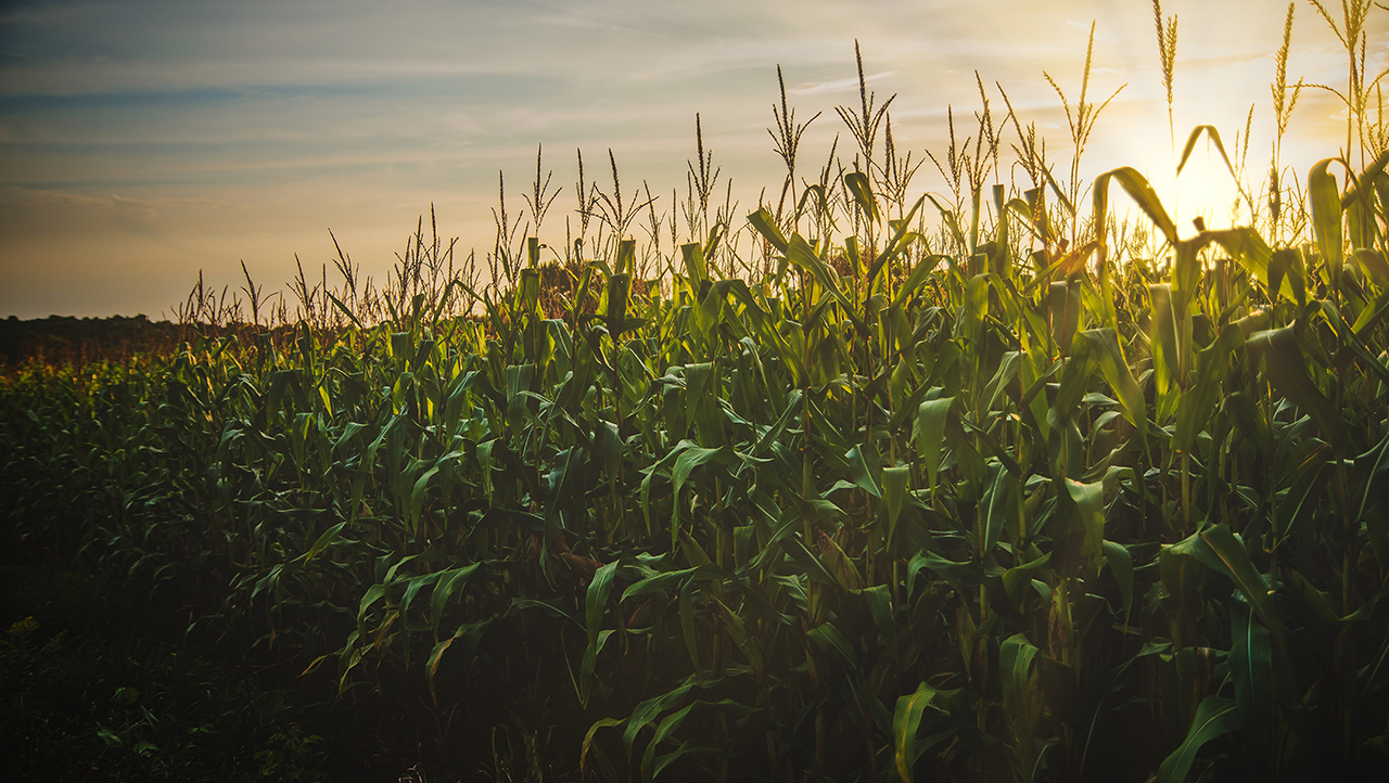 Corn plants backlight by a sunset. Links to cap.unl.edu.