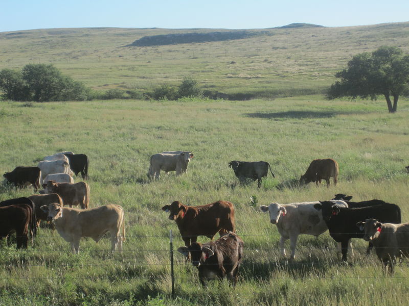 Cattle grazing on fenced open pasture