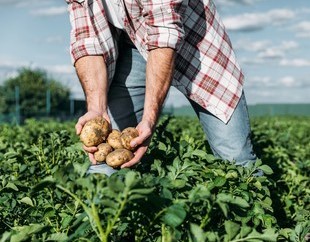 farmer in field holding potatoes above other potato plants