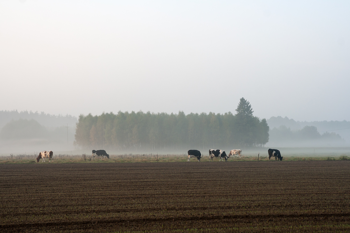 cows at dawn in mist