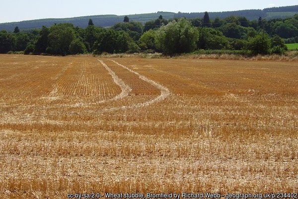field of wheat remnants