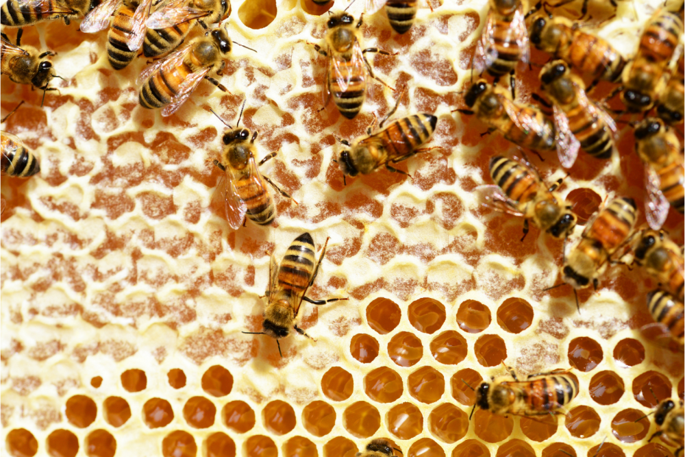 Picture of worker honey bees on capped honey comb