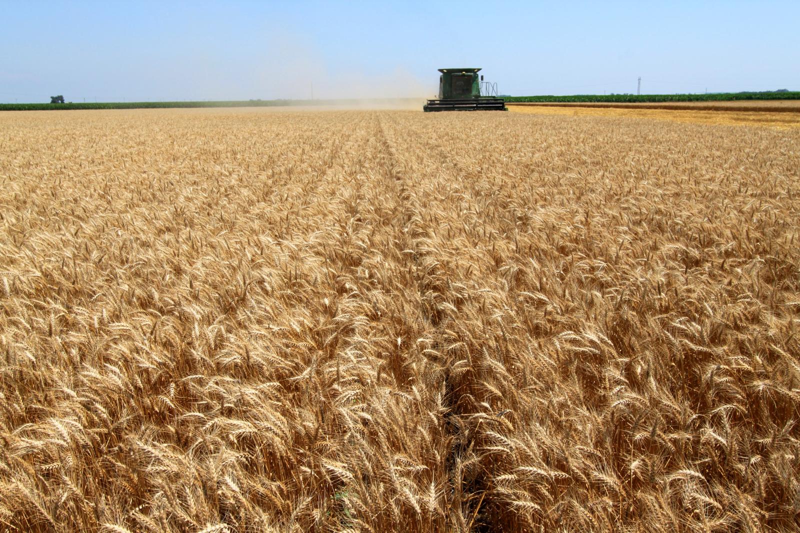 Harvesting Wheat