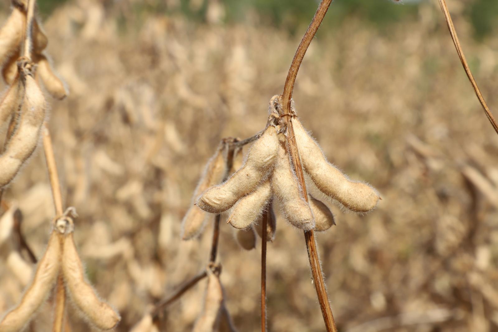 Soybean plant