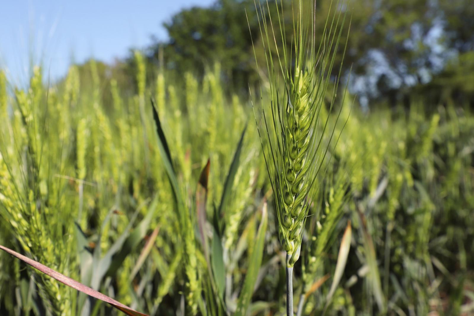 Wheat Field