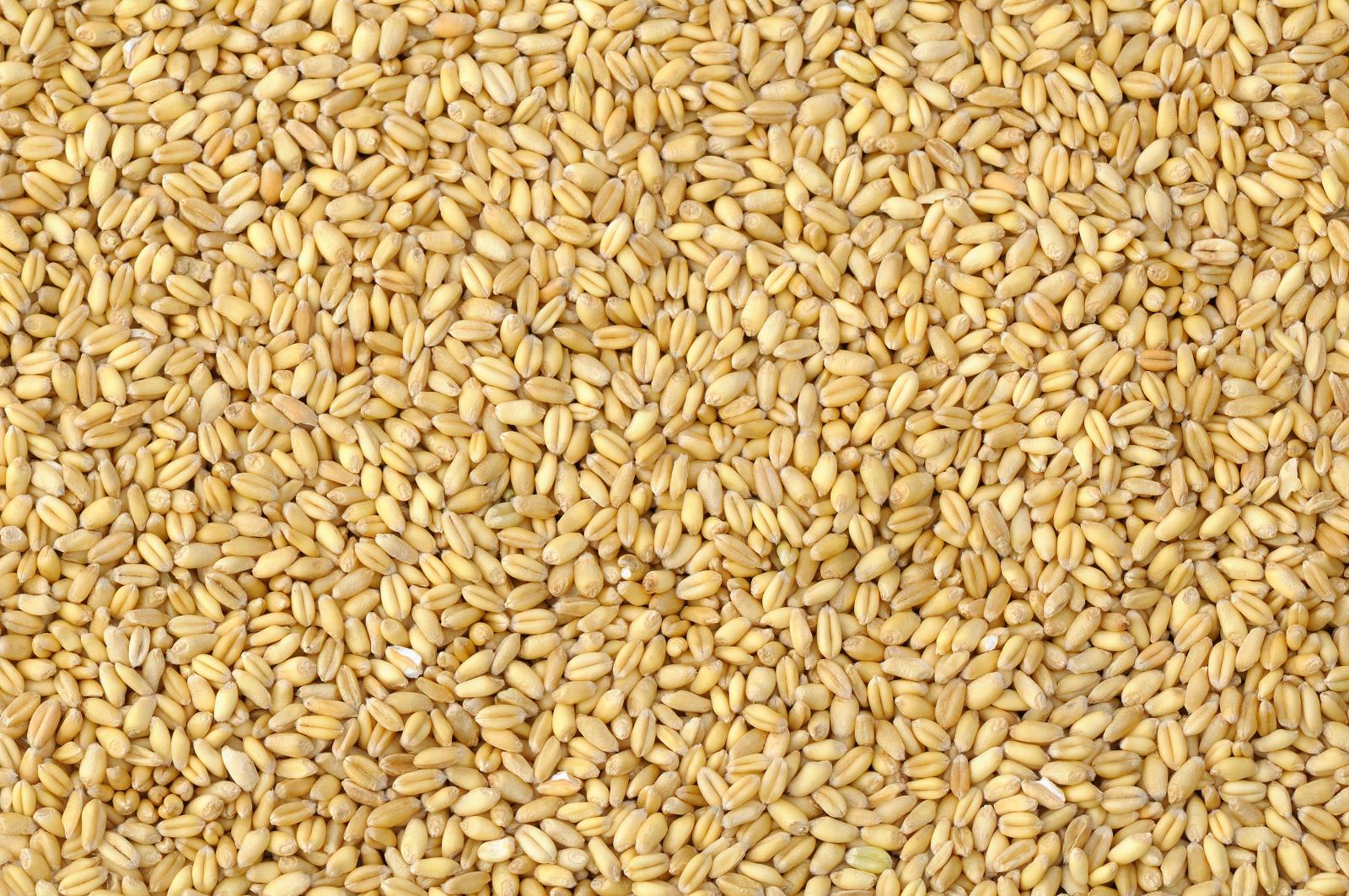 wheat seeds