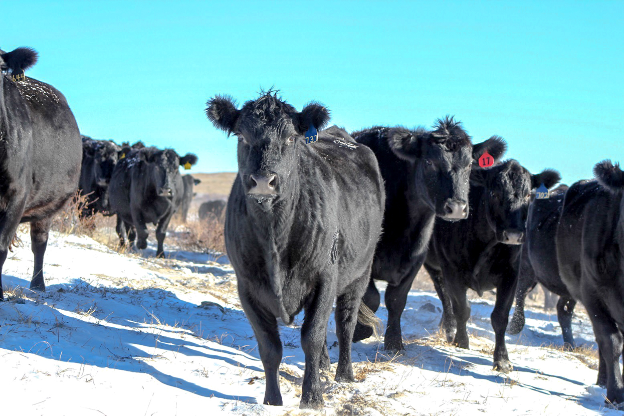 Helping Cows Cope With Cold Stress Big Red Beef Talk Nebraska