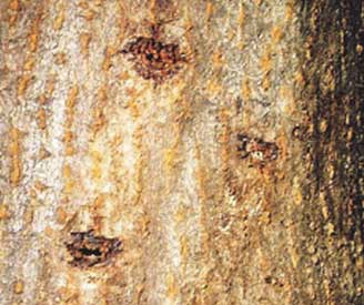 Damage to trees from Longhorned Beetle