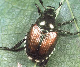 Japanese Beetle