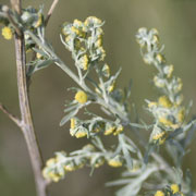 Absinth Wormwood