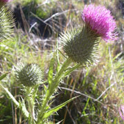 Bull Thistle