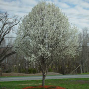 Callery Pear