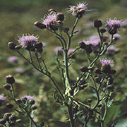 Canada Thistle