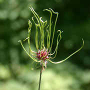 Field Garlic