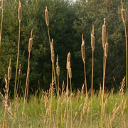 Creeping Foxtail