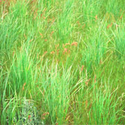 Intermediate Wheatgrass