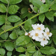 Multiflora Rose