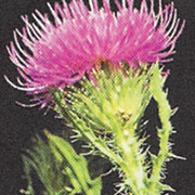 Plumeless Thistle