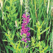 Purple Loosestrife