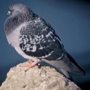 Rock Dove/Feral Pigeon