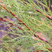 Saltcedar