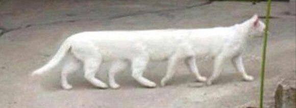 Long cat