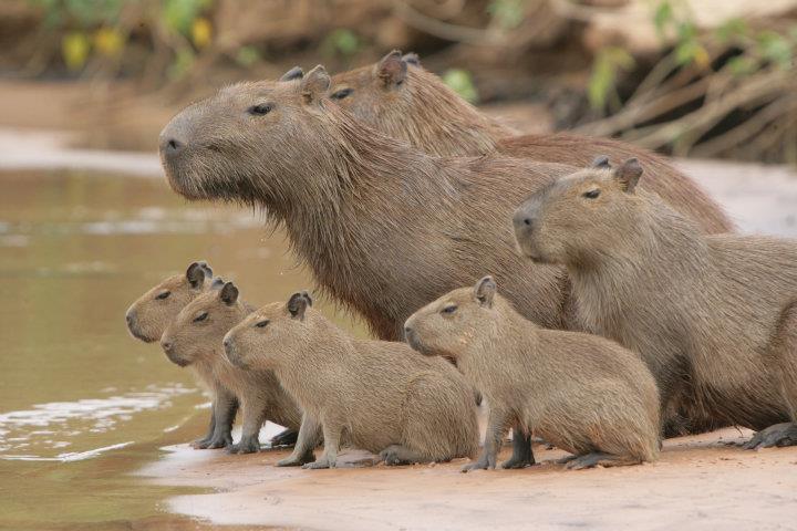 A family of capybaras