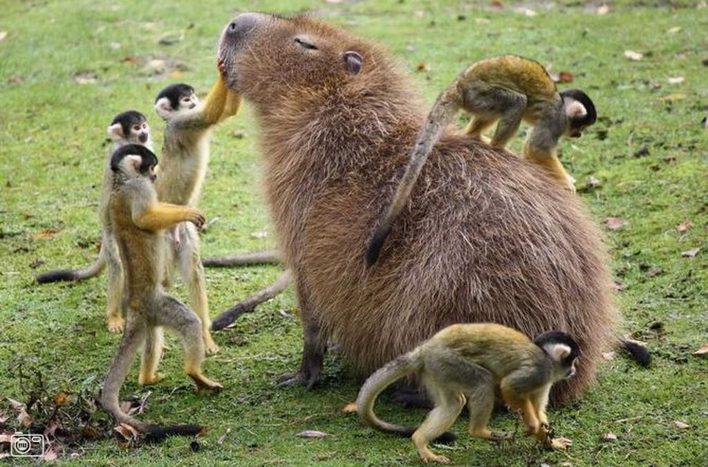 Capybara and Monkeys