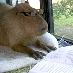 A capybara wearing glasses and reading