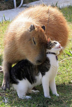 Capybara and cat